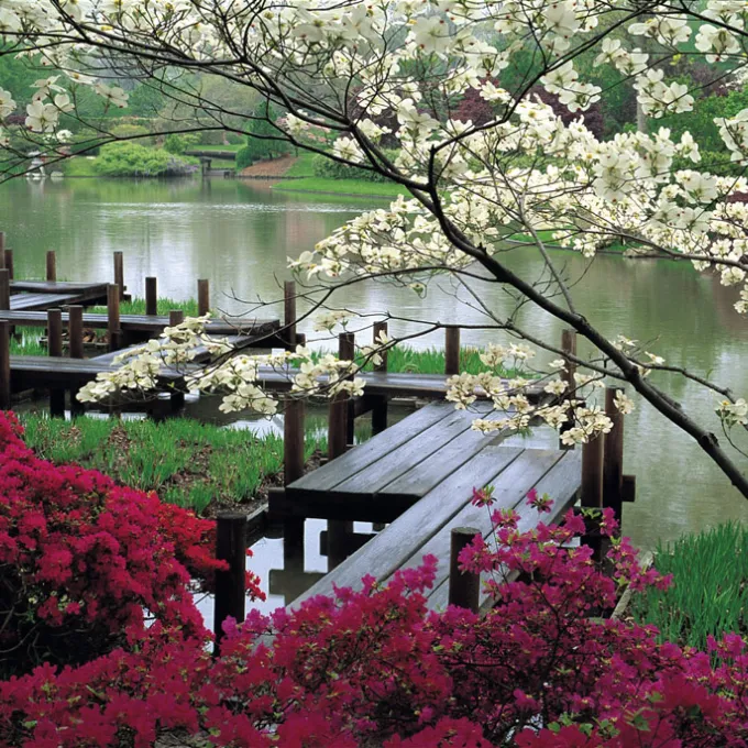 "view of Japanese garden featuring a lake and flowering trees"